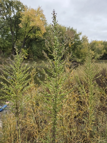 horseweed