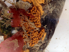 Botrylloides diegensis