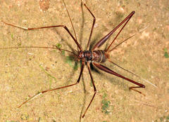 Phalangopsis