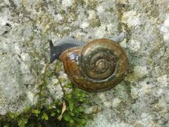 Campylaea illyrica