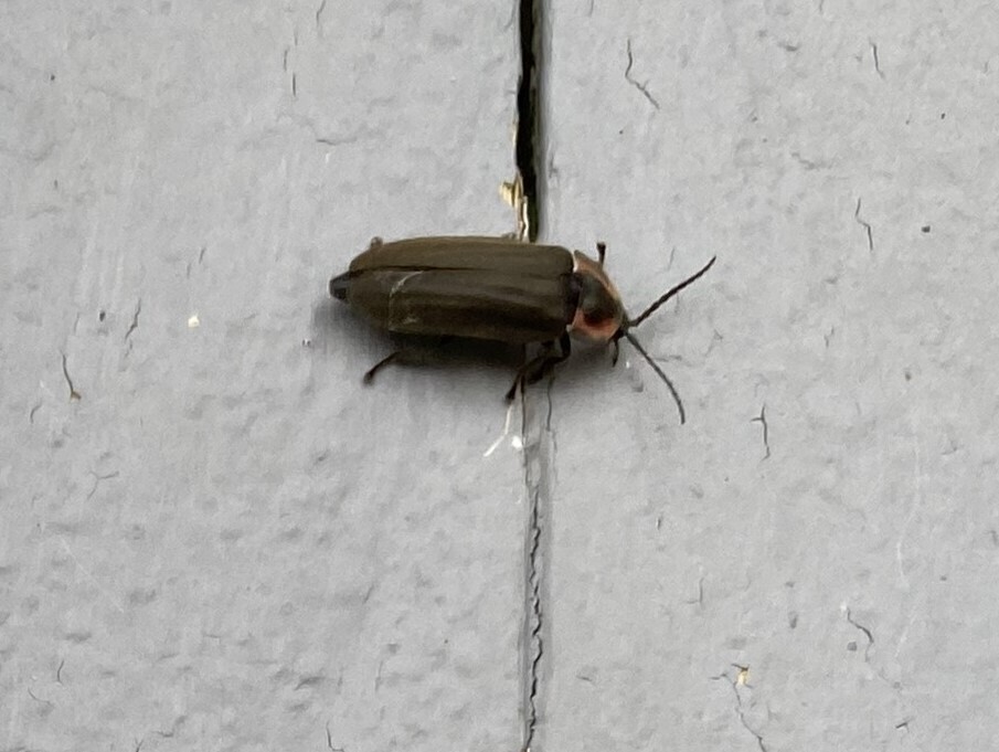 Winter Firefly