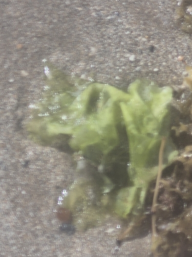 Ulva lactuca observed 2026-10-12