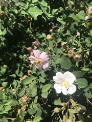 Apis mellifera
