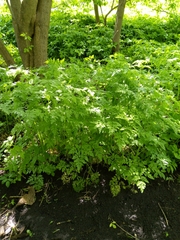 Anthriscus sylvestris