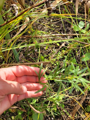 Prairie Coreopsis