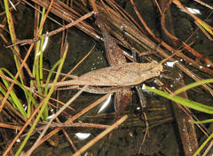 Eneoptera surinamensis