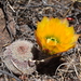 Echinocereus pectinatus rutowiorum - Photo (c) ric_ramirez，保留部份權利CC BY-NC