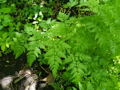 Anthriscus sylvestris
