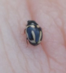 Hyperaspis trifurcata