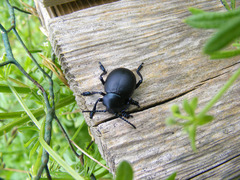 Timarcha tenebricosa