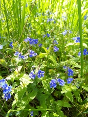 Veronica chamaedrys
