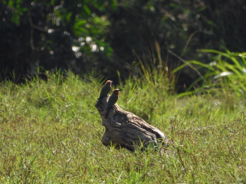 iNaturalist image