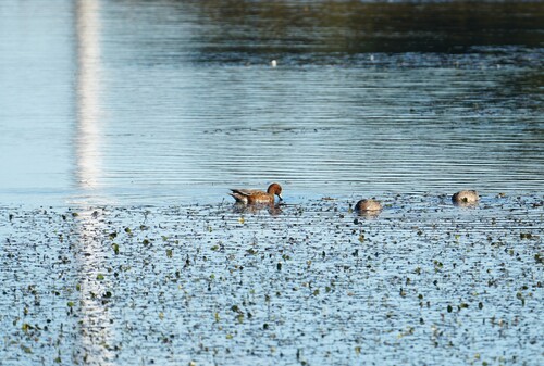 Eurasian Wigeon