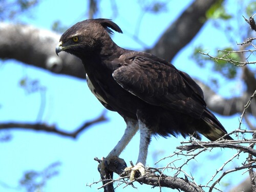 iNaturalist image