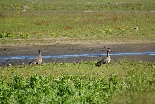 Greater White-fronted Goose