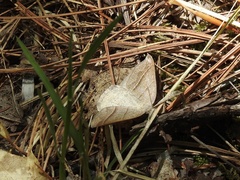 Petrophora subaequaria