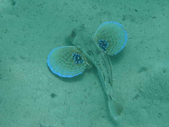 Chelidonichthys lucerna