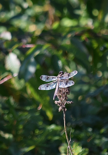 Twelve-spotted Skimmer