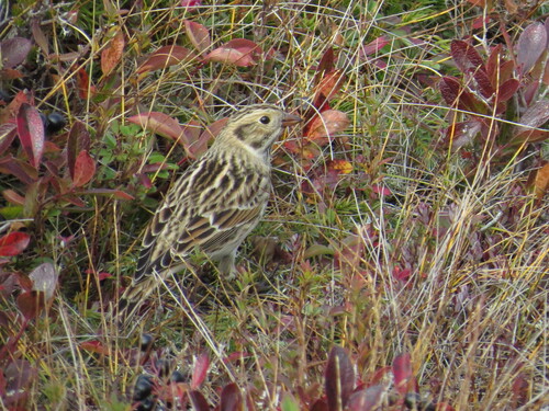 Lapland Longspur