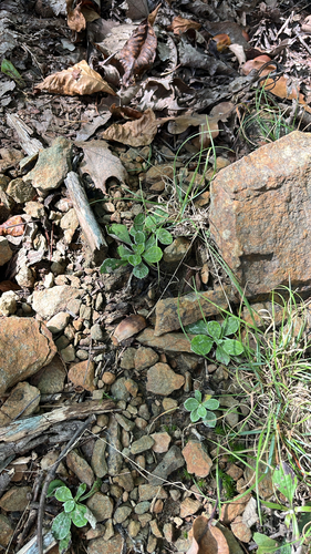 Antennaria plantaginifolia, 2026-10-13