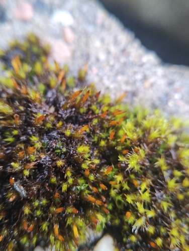 Orthotrichum anomalum observed 2026-10-13
