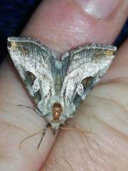 Eucarta virgo