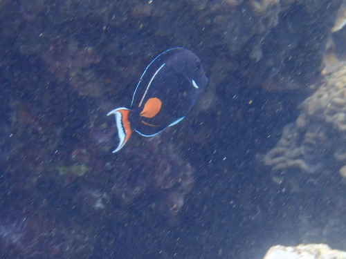 Acanthurus achilles observed 2026-10-12