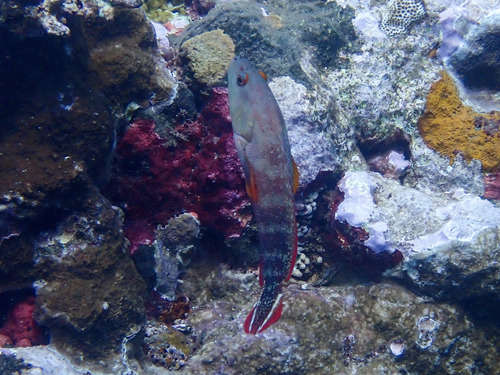 Cephalopholis urodeta observed 2026-10-12
