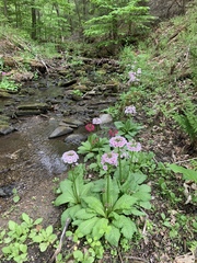 Primula japonica