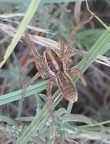 Radiated Wolf Spider