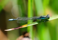 Ischnura gemina