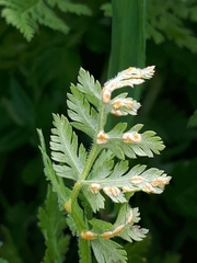 Puccinia chaerophylli