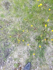 Taraxacum