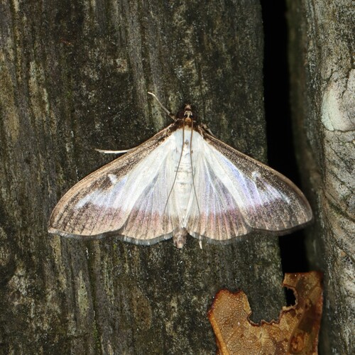Box Tree Moth photo 5