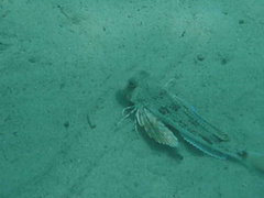 Chelidonichthys lucerna