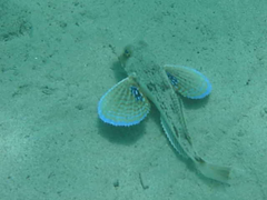 Chelidonichthys lucerna