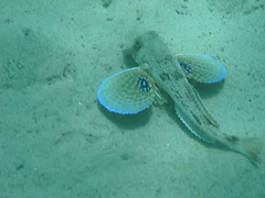 Chelidonichthys lucerna