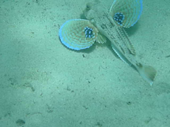 Chelidonichthys lucerna