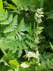 Puccinia chaerophylli