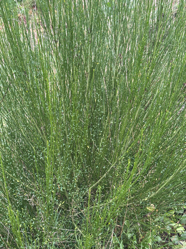 Scotch Broom