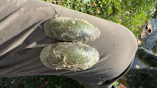 Paper Pondshell