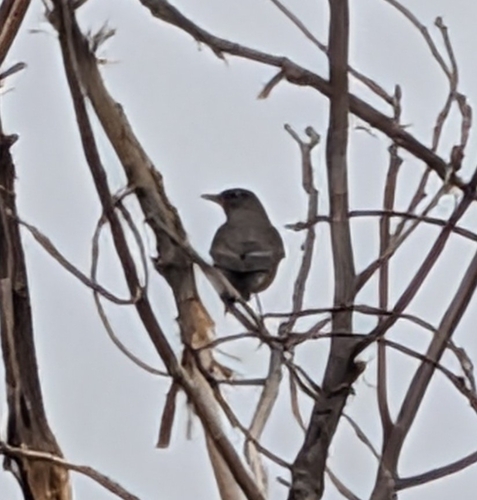 American Robin