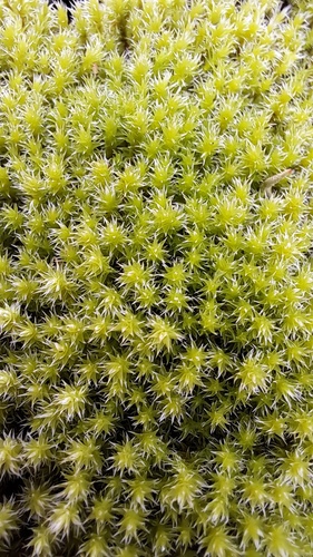 Niphotrichum canescens observed 2026-10-08