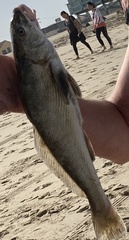 Menticirrhus undulatus