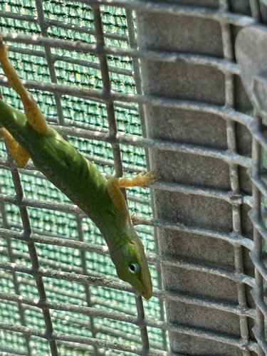 Green Anole