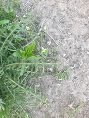 Viola arvensis