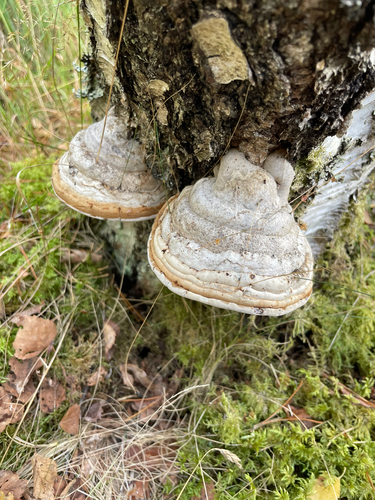 Hoof Fungus