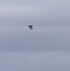 Belted Kingfisher