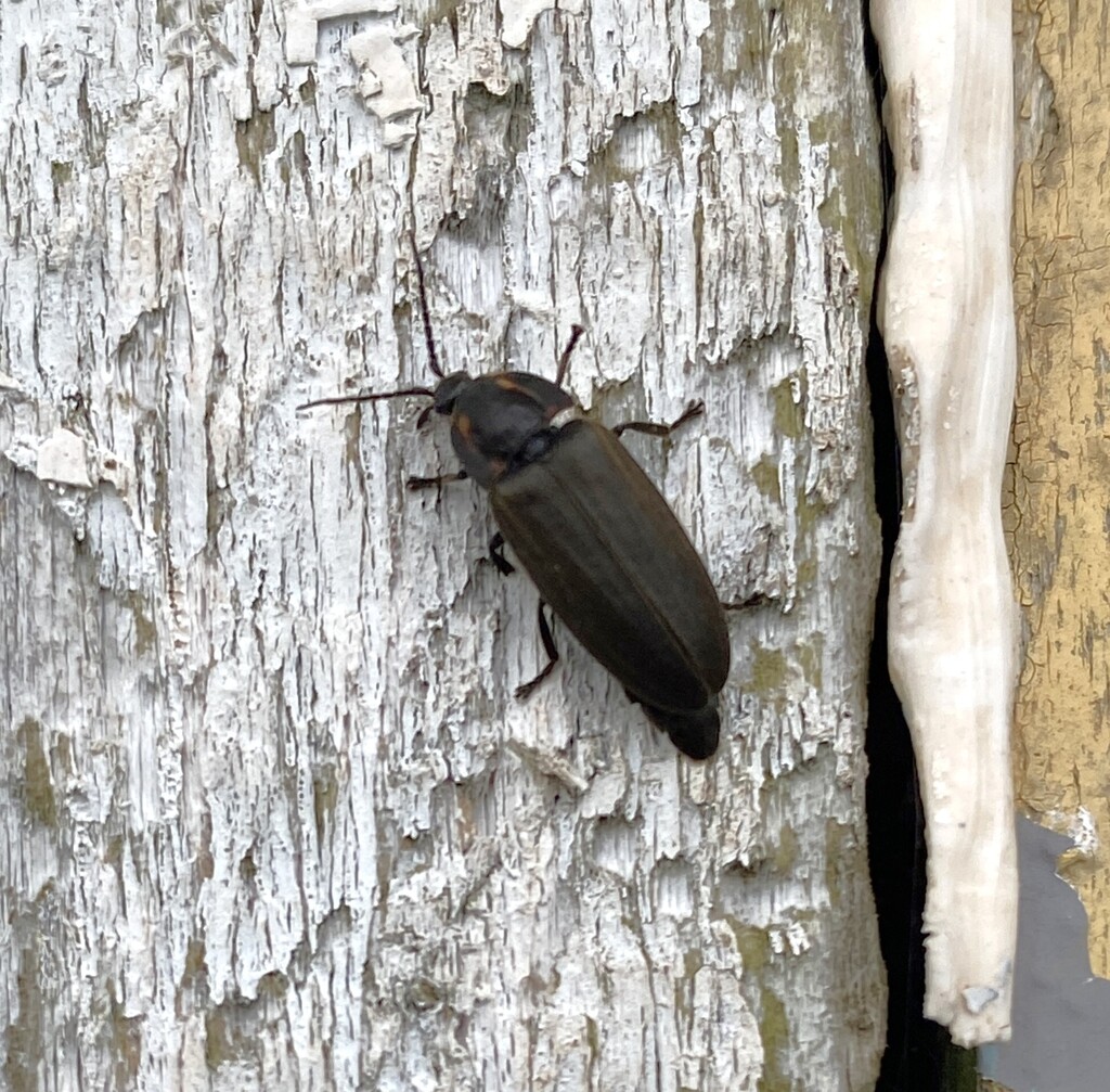 Make Your Firefly Sighting Count