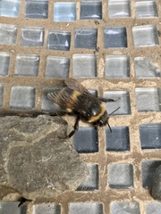 Bombus